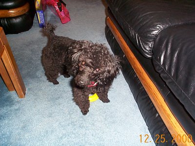 ./2000/Christmas/thumbDCP00485.JPG"