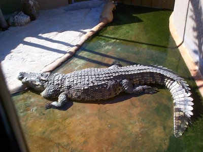 ./2003/Christmas/thumbDCP03366.JPG"