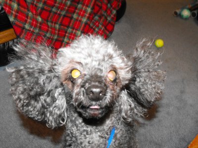 ./2009/Christmas/thumbDSCF6177.JPG"