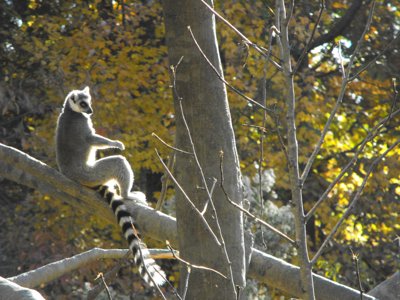 ./2010/Zoo/thumbDSCF5078.JPG"