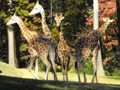 ./2010/Zoo/thumbDSCF5097.JPG"