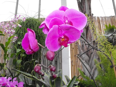 ./2011/Biltmore/thumbDSCF2211.JPG"