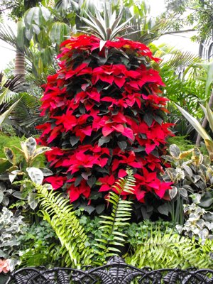 ./2011/Biltmore/thumbVDSCF2218.JPG"