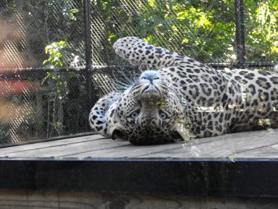 ./2011/Christmas/thumbDSCF2635.JPG"