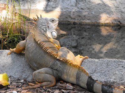 ./2011/Christmas/thumbDSCF2720.JPG"