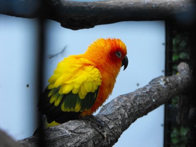 ./2011/Christmas/thumbDSCF2731.JPG"