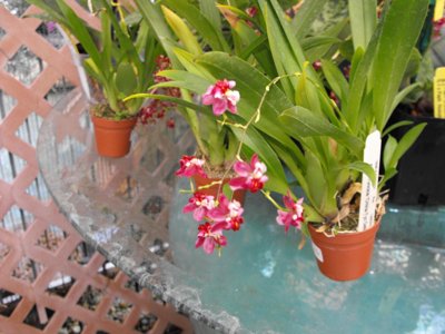 ./2011/Christmas/thumbDSCF2823.JPG"