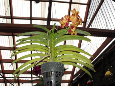 ./2011/Christmas/thumbDSCF2827.JPG"