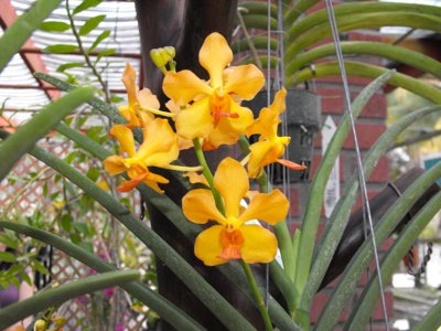 ./2011/Christmas/thumbDSCF2832.JPG"