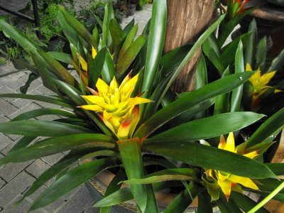 ./2011/Christmas/thumbDSCF2848.JPG"