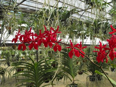 ./2011/Christmas/thumbDSCF2849.JPG"