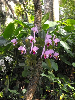 ./2011/Christmas/thumbVDSCF2866.JPG"