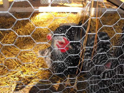 ./2011/Thanksgiving/thumbDSCF2171.JPG"