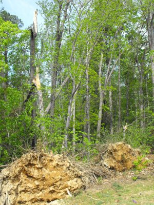 ./2011/Tornado/thumbVDSCF0221.JPG"