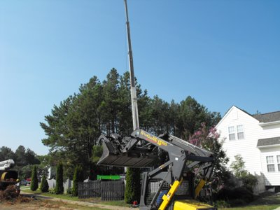 ./2011/Trees/thumbDSCF1264.JPG"