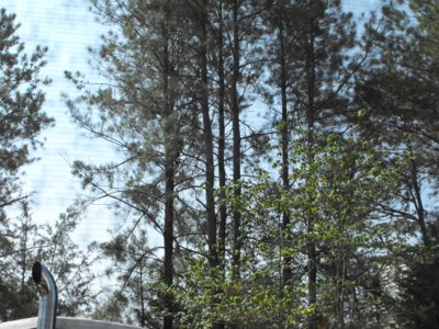 ./2011/Trees/thumbDSCF1276.JPG"