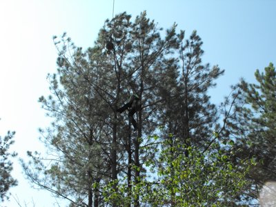 ./2011/Trees/thumbDSCF1277.JPG"