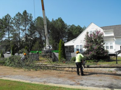 ./2011/Trees/thumbDSCF1289.JPG"