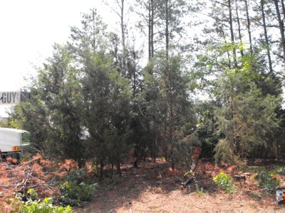 ./2011/Trees/thumbDSCF1311.JPG"