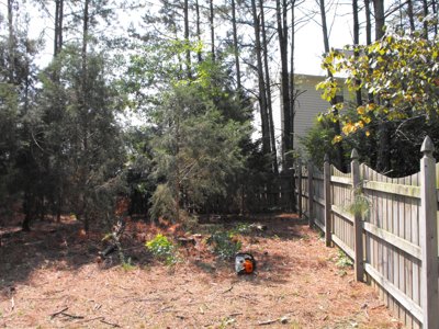 ./2011/Trees/thumbDSCF1312.JPG"