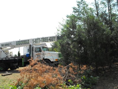 ./2011/Trees/thumbDSCF1313.JPG"