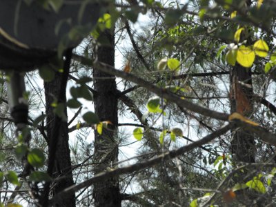 ./2011/Trees/thumbDSCF1315.JPG"