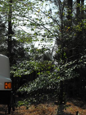 ./2011/Trees/thumbVDSCF1280.JPG"