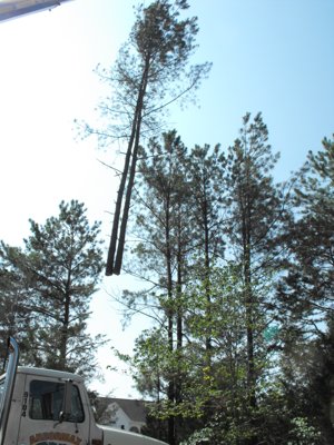 ./2011/Trees/thumbVDSCF1283.JPG"