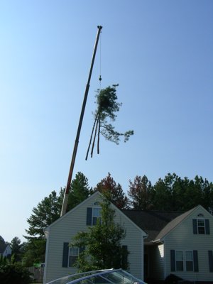 ./2011/Trees/thumbVDSCN8269.JPG"