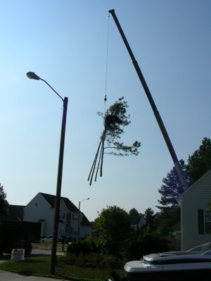 ./2011/Trees/thumbVDSCN8270.JPG"