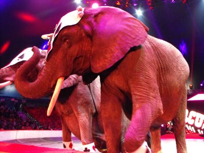 ./2012/Circus/thumbDSCF3166.JPG"