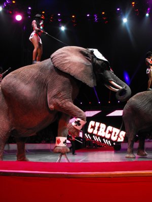 ./2012/Circus/thumbVDSCF3156.JPG"