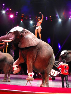 ./2012/Circus/thumbVDSCF3157.JPG"