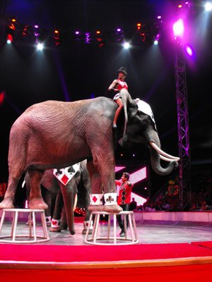 ./2012/Circus/thumbVDSCF3164.JPG"