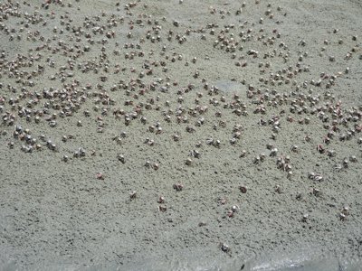 ./2013/BearIsland/thumbDSCN8925.JPG"