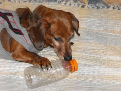 ./2013/Christmas/thumbDSCF5271.JPG"